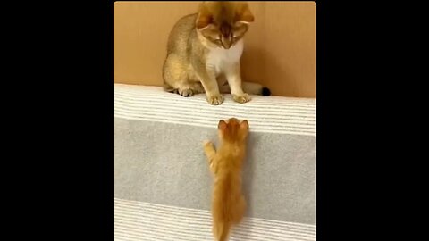 Funny Cat and Dog 🐶 video cute pets funny video