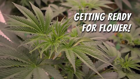 Training Cannabis Plants in Veg for Maximum Yield