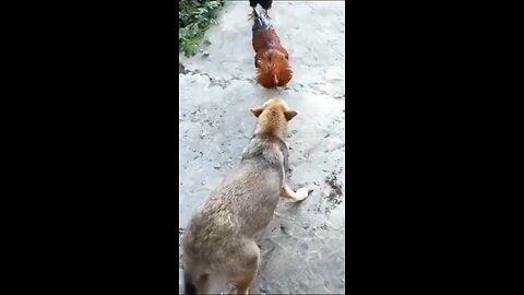 Dog funny video