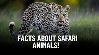 6 Fascinating Facts About Safari Animals You Might Not Have Known!