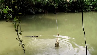 Feed lizard from drone