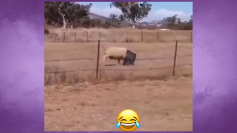 Best Funny Videos | Best Funny Fails | 2022 🤣