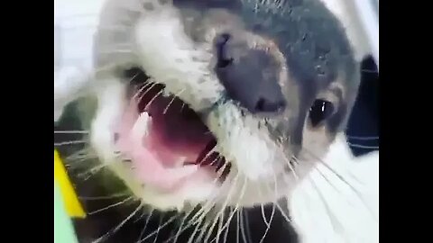 Cute Funny Sea Otter-5