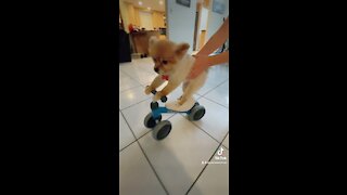 Baby and Pomeranian Love Riding on the Mini Bicycle!