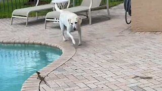 Lagarto atravessa piscina a correr para fugir de cão