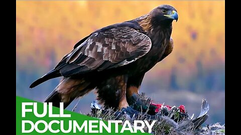 eagle decomentry in jungle |full hd video |