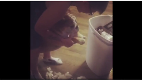 Guilty bulldog learns how to clean up her own mess