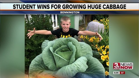 Bennington boy grows big cabbage and gets a big check