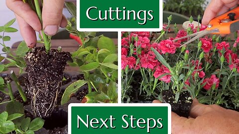 Rose and Perennial Cuttings Next Steps