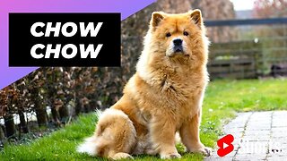 Chow Chow 🐶 One Of The Most Expensive Dogs Breeds In The World #shorts