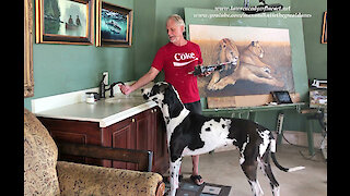 Funny Great Dane Learns to Drink From The Sink