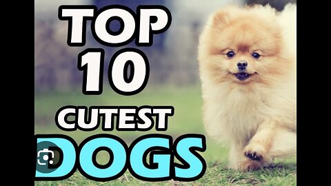 Am I cute😔😔.Top 10 most cute 🥰 dogs. 🐕 in the world 🌎