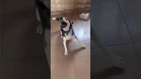 Husky Dog Howling and barking||dog sound #husky#dog #doglover #ytdogs #shorts #dogsofinstagram