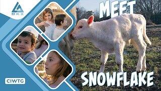 BABY COW JOINS OUR FAMILY | WHAT SHOULD WE NAME OUR NEW BABY COW | FAMILY FARM VLOG | CIWTG