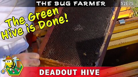 DEADOUT HIVE - Why did my bee hive die? The bees are gone, the queen is gone, now the hive is gone.