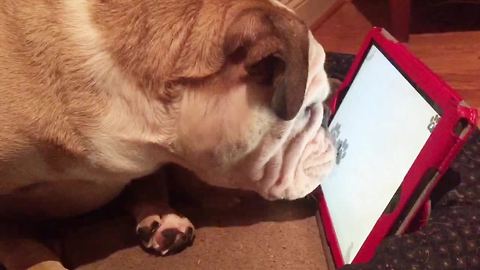 These bulldogs are serious gamers!