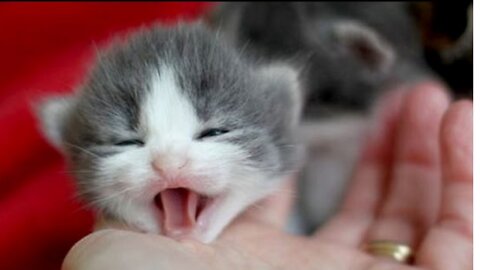Baby Kittens Crying Loud Compilation