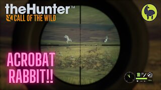 Acrobat Rabbit!! The Hunter: Call of the wild