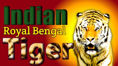The Royal Bengal Tiger or “Bagh” is the national animal of India। Bengal tiger king of the jungle