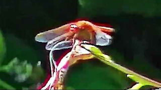 IECV NV #59 - 👀 Red Dragonfly On A Tree Branch 7-14-2014