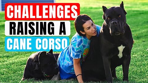 Challenges Raising a Cane Corso with Jason & Kara Corey