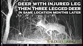 Injured Deer over Several Days in Winter AND Three Legged Deer VIDEO