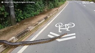 Traffico paralizzato per lasciar passare un'anaconda