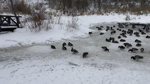 Mighty ducks of James Gardens 👍