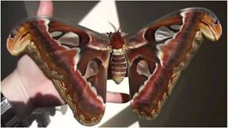 Homem cria mariposas gigantes em casa