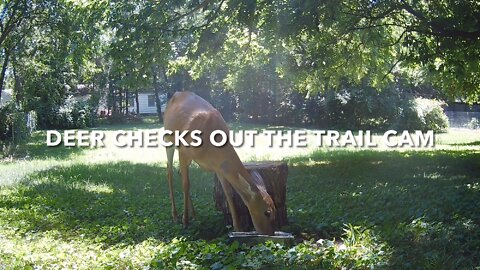 Deer Checks Out The Trail Cam