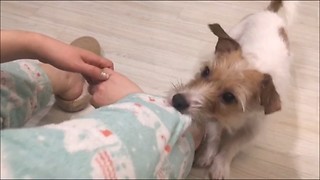 Jack Russell makes it violently clear he wants a treat