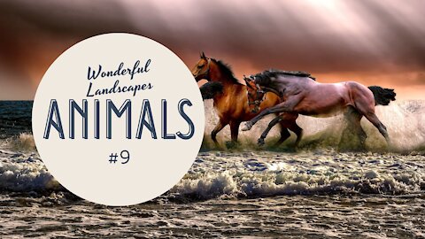 Wonderful Landescapes #9 - Animals