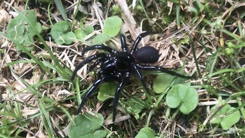 KILLER FUNNEL WEB