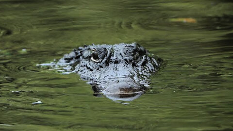 Woman's Disappearance Leads to Shocking Alligator Discovery in Houston