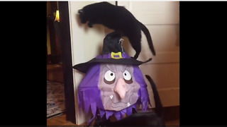 Crazy jumping cat gets ready for Halloween