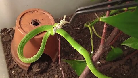 BELLE EATING A (DEAD) GRASSHOPPER (05/08/23) 🎶