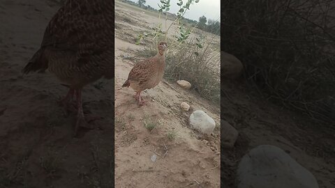 Pheasant bird with a beautiful voice