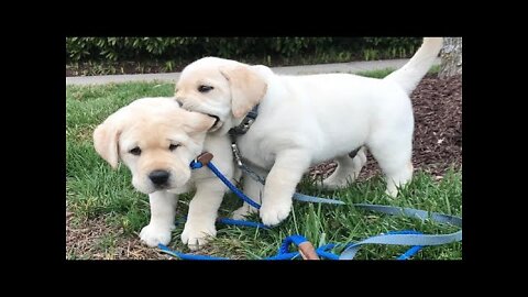 Funniest & Cutest Labrador Puppies #1 - Funny Puppy Videos 2020