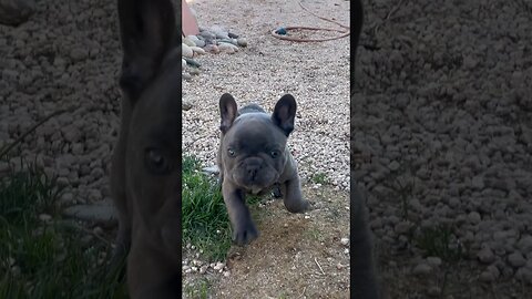 #frenchbulldogpuppiesforsale #frenchbulldog #frenchbulldogpuppies #frenchbulldogpuppy