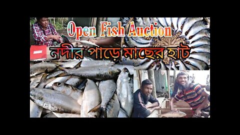 Open Fish auction/নদীর পাড়ে মাছের হাট/Fish of Riverland part-6