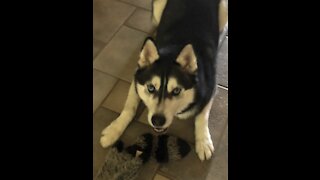 Loki the Husky running like a deer