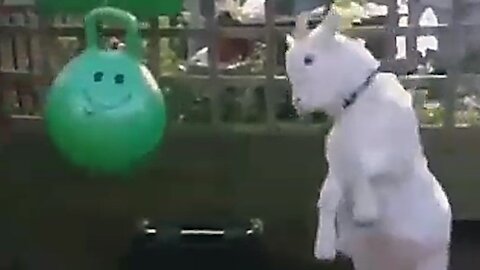 a small goat is playing with a big ball