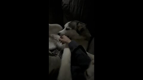 Adorable Husky Protests Discontinuation of Belly Pets! 🤣