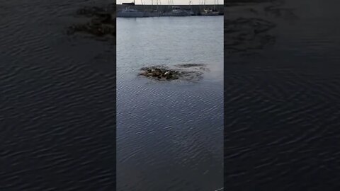 Baby seagulls stranded on an island of seaweed #blacksea #bulgaria #burgas