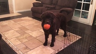 Newfoundland puppy steals little girl's pumpkin