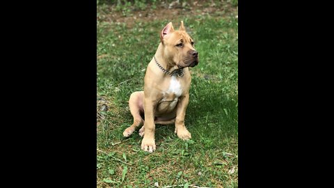 GIANT Pit Bull puppy exploring (July 2018) 🦁😍🥰