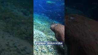 WHAT? Capybaras can DIVE? #nature