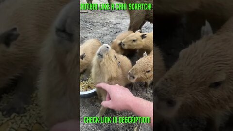 Nothing Like a Chin Scratch!Amazing Compilations!: #Shorts #YoutubeShorts #ExtremeSports #Capybara