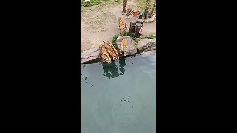 Top Animals | Tiger Animal Video