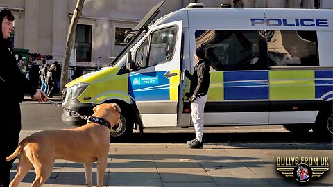 Public Reaction to 160lb XXL American Bully in Central London | Bully's From UK